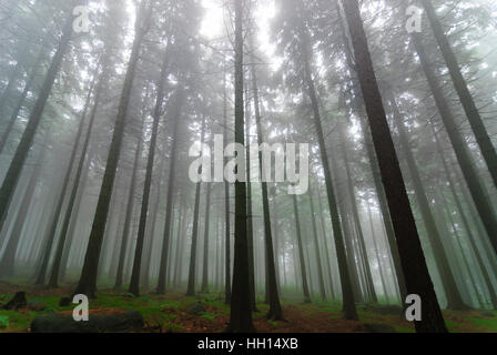 Sebnitz: nebbia nel bosco di abete rosso, , Sachsen, Sassonia, Germania Foto Stock