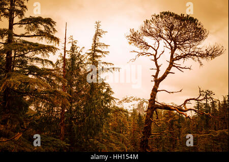 Silhouette di alberi e cielo drammatico come scena da Starrigavan loop trail vicino a Sitka, Alaska, Stati Uniti d'America. Foto Stock