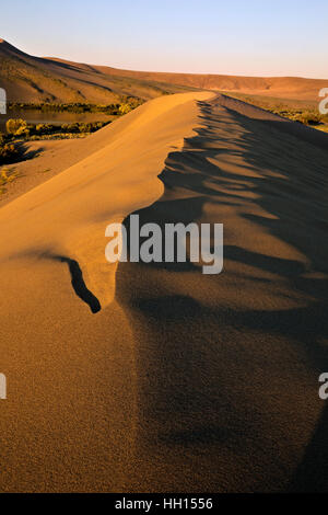 ID00659-00...IDAHO - mattina presto luce su una duna di sabbia situato lungo le rive del lago di duna in Bruneau Dunes State Park. Foto Stock