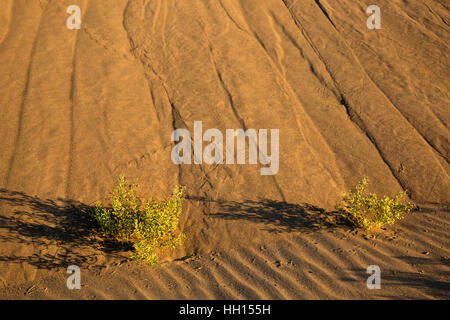 ID00662-00...IDAHO - Linee e texture in sabbia a Bruneau Dunes State Park. Foto Stock