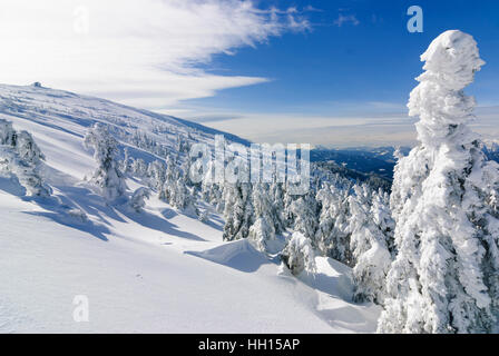 Spital am Semmering: Comune abeti rossi (Picea abies) sulla montagna Stuhleck con Alois Günther hut, Obere Steiermark, Steiermark, Stiria, Austria Foto Stock