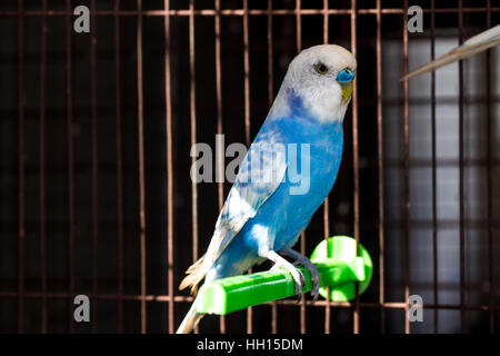 Budgie giallo, Budgerigar uccelli in gabbia Foto Stock