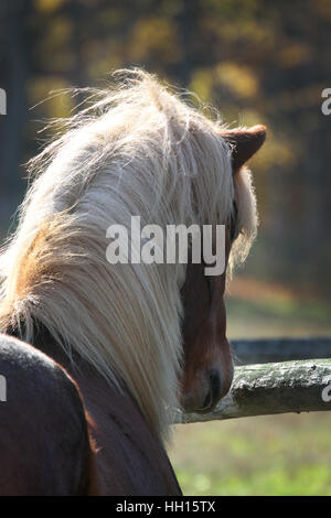 Un cavallo islandese castrazione mostra off in una giornata autunnale Foto Stock