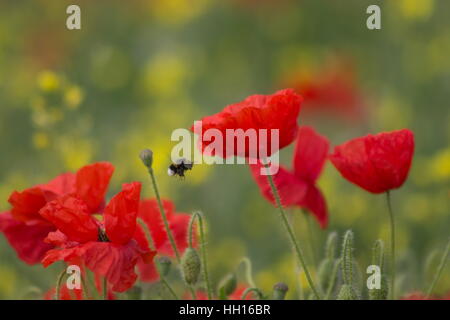 Papavero comune Papaver rhoeas papavero campo e Bumble Bee battenti sul papavero Foto Stock