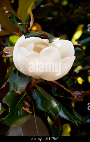 La Magnolia nel giardino di Mount Vernon George Washington Home sulle rive del fiume Potomac USA Foto Stock