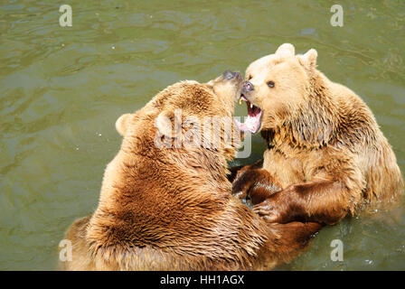 Haag: l'orso bruno (Ursus arctos) nel parco animale, Mostviertel, Niederösterreich, Austria Inferiore, Austria Foto Stock