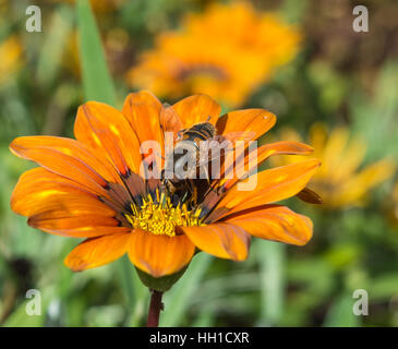 Testa di morto Hoverfly su Orange tesoro fiore Foto Stock