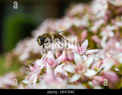 Honeybee sulla pianta di giada Foto Stock