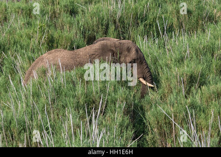 Elefante africano (Loxodonta africana) in erba alta, Hluhluwe-Imfolozi National Park, Sud Africa Foto Stock