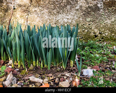 Spring shoots, first daffodils. January 2017. Foto Stock
