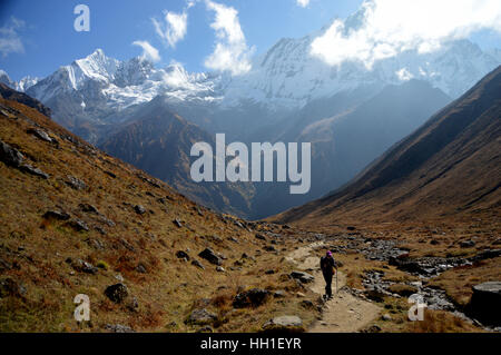 Una femmina di Lone Trekker sul percorso di Annapurna base camp (ABC) da Machhapuchhre Base Camp (MBC) Santuario Annapurna Himalaya,. Foto Stock