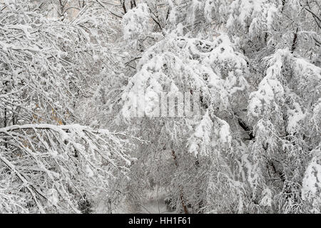 Alberi coperti di neve in un parco Foto Stock