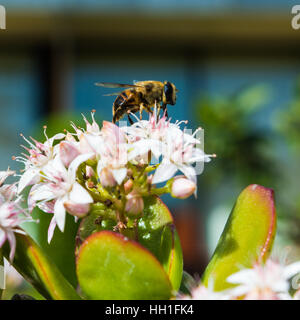 Honeybee raccoglie il polline di una pianta di giada Foto Stock