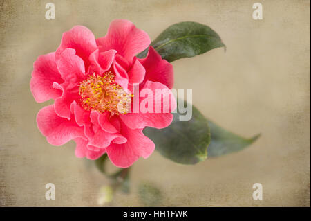 La bella rosa fiore rosa di Camellia Francie L con un morbido sfondo a trama. Foto Stock