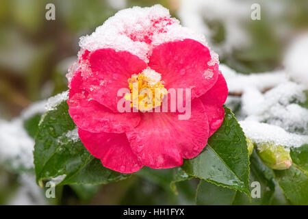 Close-up immagine di un rosso Camellia flower coperto di neve. Foto Stock