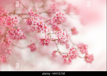 Prunus × incam 'Okamé' - Okame Cherry Blossom Pink, fiori di primavera, immagine presa contro un dolce sottofondo. Foto Stock