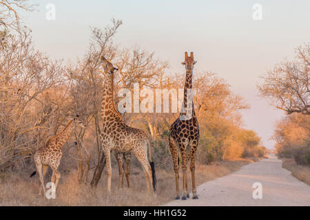 Tre le giraffe fotografato nel tardo pomeriggio di pascolare su alcuni alberi del Parco Nazionale di Kruger, Sud Africa. Foto Stock