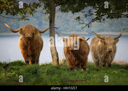 Highland il bestiame nelle colline Foto Stock