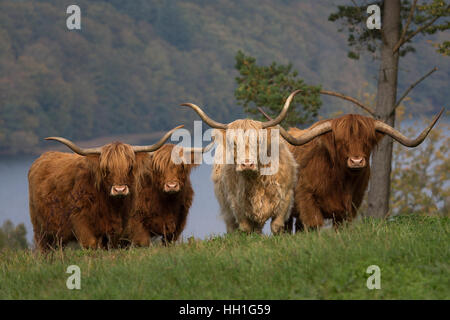 Highland il bestiame nelle colline Foto Stock