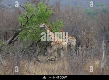 Le giraffe, Giraffa camelopardalis, alimentando nel Parco Nazionale di Kruger, Sud Africa Foto Stock