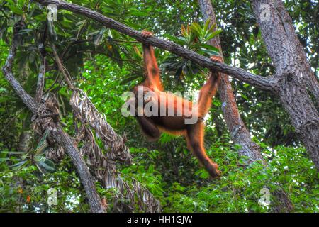 Un orangutang oscillare da un albero all'Sepilok il Centro di riabilitazione a Sabah, Malesia. Foto Stock