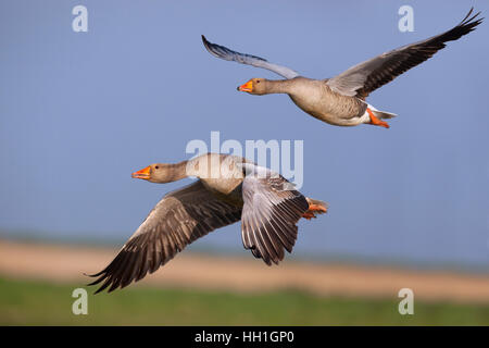 Greylag Geese Anser anser decollo Cley Norfolk Foto Stock