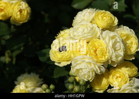 Un Bumble Bee impollinatori una rosa gialla, sembra che il suo dormire in un letto fatto di petali di rosa. Foto Stock