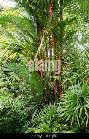 Rosso di steli e foglie verdi del rosso Ceralacca Palms (Cyrtostachys renda), Malaysia. Foto Stock