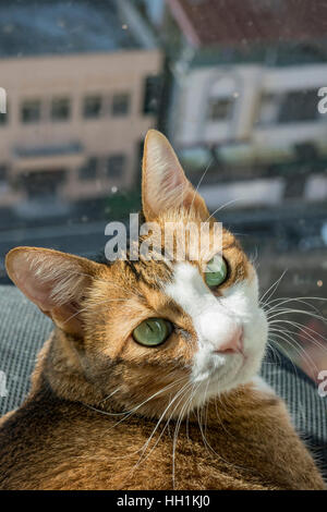 Close up shoot del simpatico gatto marrone con sedia, visto a Taiwan Foto Stock