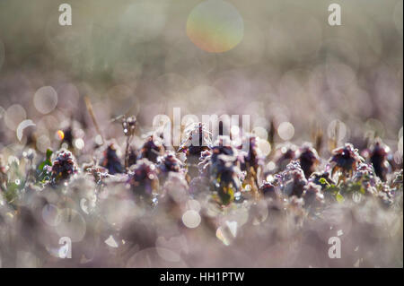 Un piccolo campo coperto di rugiada fiori viola è retro-illuminato dal sole di mattina. Foto Stock