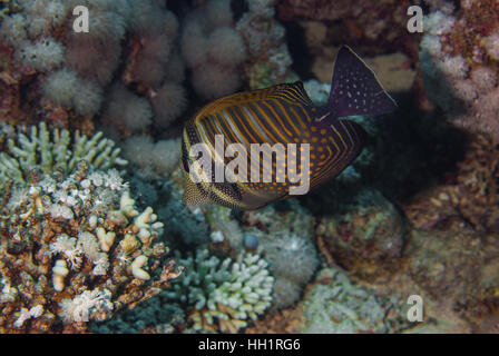 Mar Rosso sailfin codolo o Desjardin's sailfin tang (Zebrasoma desjardinii), Acanthuridae, Sharm el Sheikh, Mar Rosso, Egitto Foto Stock