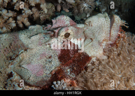 Barbuto scorfani, Scorpaenopsis barbatus, Scorpaenidae, Sharm el Sheikh, Mar Rosso, Egitto Foto Stock