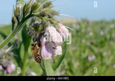 Il miele delle api (Apis mellifera) nettari di frutta su comuni comfrey fiori (Symphytum officinale) in un promontorio di conservazione in terreni agricoli, REGNO UNITO Foto Stock