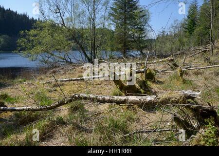 Roverella di betulle (Betula pubescens) abbattuto sul margine di un lochan da Eurasian castori (Castor fiber), Knapdale, Scotland, Regno Unito Foto Stock