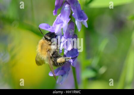 Carda comune bumblebee (Bombus pascuorum) nectaring su Tufted veccia (Vicia cracca) fiori, Bristol, Regno Unito Foto Stock