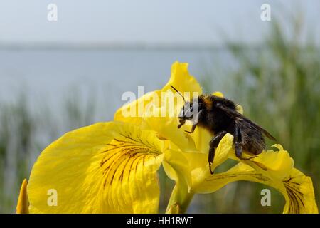 A pelo corto bumblebee queen (Bombus subterraneus) su una bandiera gialla fiore iris (Iris pseudacorus), Dungeness, Kent, Regno Unito. Foto Stock