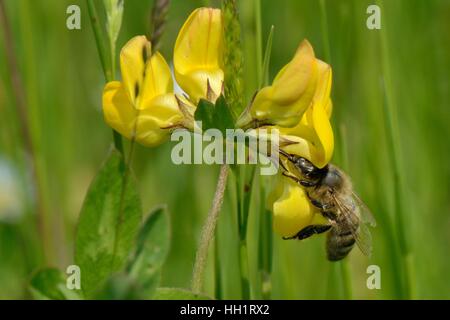 Il miele delle api (Apis mellifera) nectaring su Birdsfoot fiore di trifoglio (Lotus corniculatus), RSPB Dungeness Riserva Naturale, Kent, Regno Unito. Foto Stock