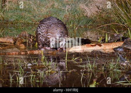 Eurasian castoro (Castor fiber) in piedi su un ramo si è tagliata in corrispondenza di una stazione di alimentazione nel suo stagno al tramonto, Tayside, Scozia Foto Stock