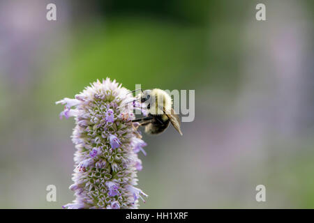 Un Bumble Bee alimentare sui fiori viola. Foto Stock