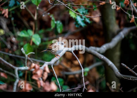 Dunnock o hedge sparrow, Prunella modularis, gonfi contro il freddo, appollaiate su un ramo in un giardino è Surrey, sud-est dell'Inghilterra in inverno Foto Stock