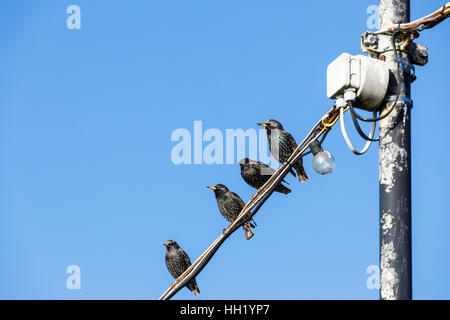 Comune di storni, Sturnus vulgaris, appollaiate su un cavo elettrico, Portsmouth, Hampshire, Inghilterra meridionale con il blu del cielo Foto Stock