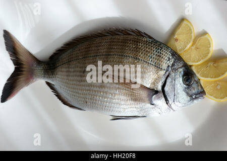 Diplodus saragus, mare mediterraneo - Sarago Foto Stock