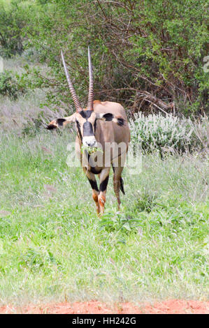 Oryx pascolando nella savana di Tsavo East Park in Kenya Foto Stock