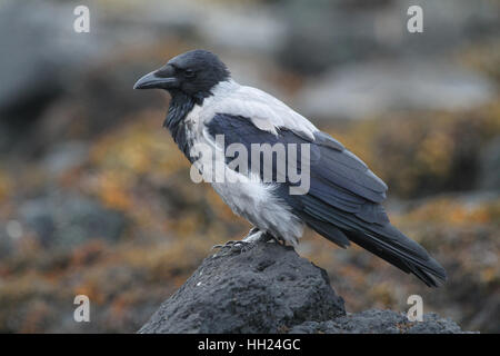 Una cornacchia mantellata (Corvus cornix) in piedi su una roccia a bordo del mare. Foto Stock