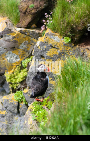 I puffini sono uccelli marini pelagici che alimentano principalmente mediante immersione in acqua. Foto Stock