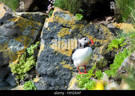 I puffini sono uccelli marini pelagici che alimentano principalmente mediante immersione in acqua. Foto Stock