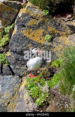 I puffini sono uccelli marini pelagici che alimentano principalmente mediante immersione in acqua. Foto Stock