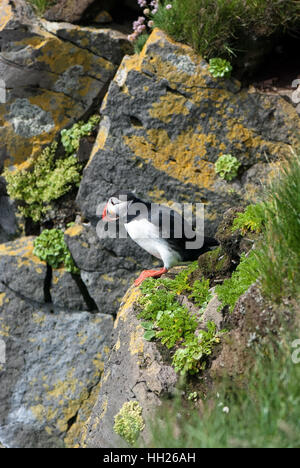 I puffini sono uccelli marini pelagici che alimentano principalmente mediante immersione in acqua. Foto Stock