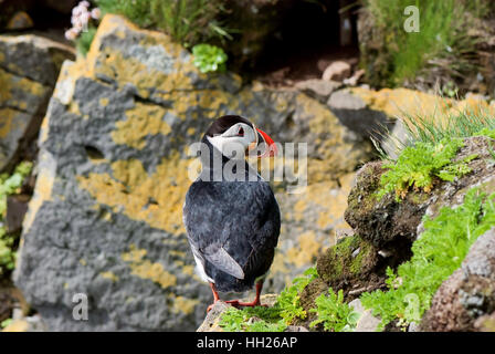 I puffini sono uccelli marini pelagici che alimentano principalmente mediante immersione in acqua. Foto Stock