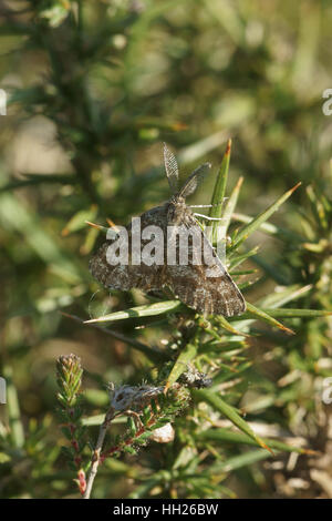 Ematurga atomaria (maschio) Foto Stock